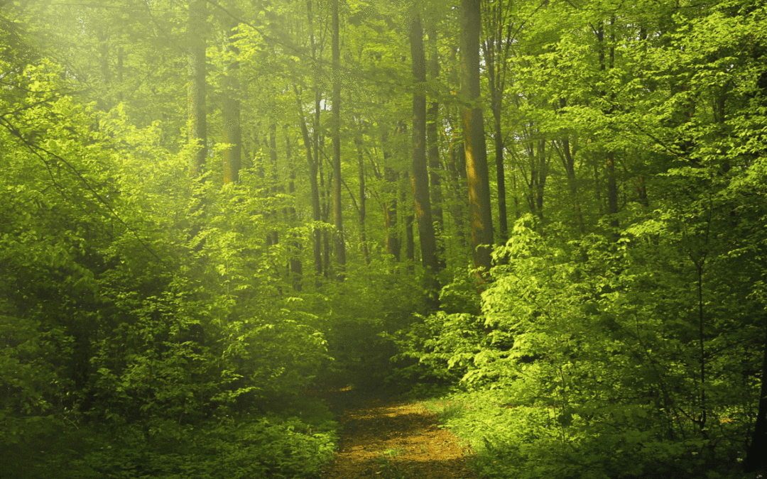 18 février – IPBES : un webinaire sur biodiversité et activités économiques